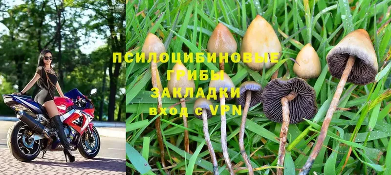 наркотики  Волгореченск  Галлюциногенные грибы Psilocybe 